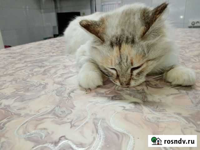 Кошки бесплатно Мыски - изображение 1