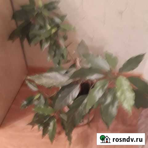 Роза Белгород - изображение 1