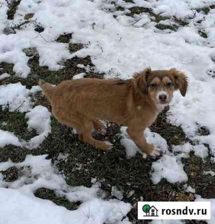 Ищем лучших хозяев Ростов-на-Дону