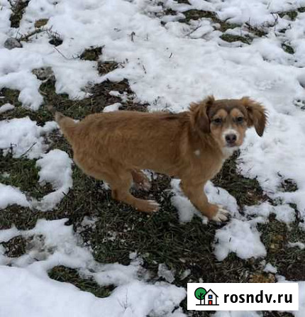 Ищем лучших хозяев Ростов-на-Дону - изображение 1