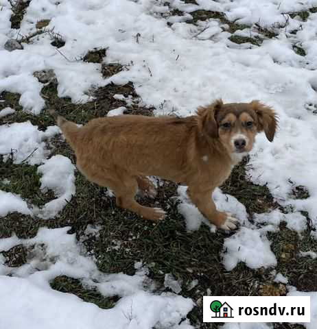 Ищем лучших хозяев Ростов-на-Дону - изображение 1