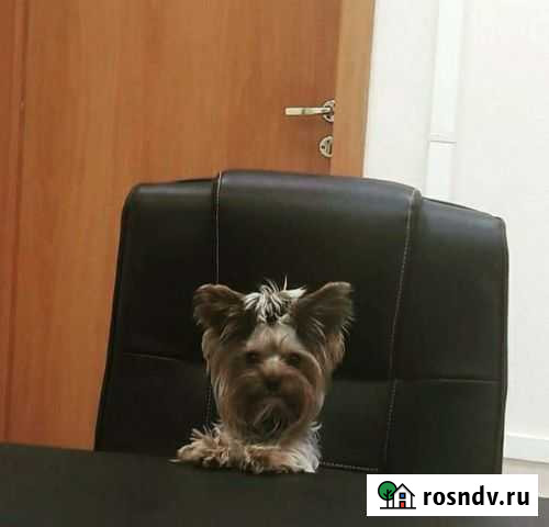 Йоркширский терьер мини (вязка) Самара - изображение 1