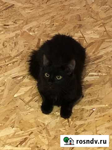 Котята в добрые руки Тверь - изображение 1