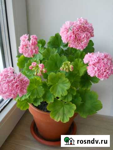 Пеларгония (герань) Калуга - изображение 1