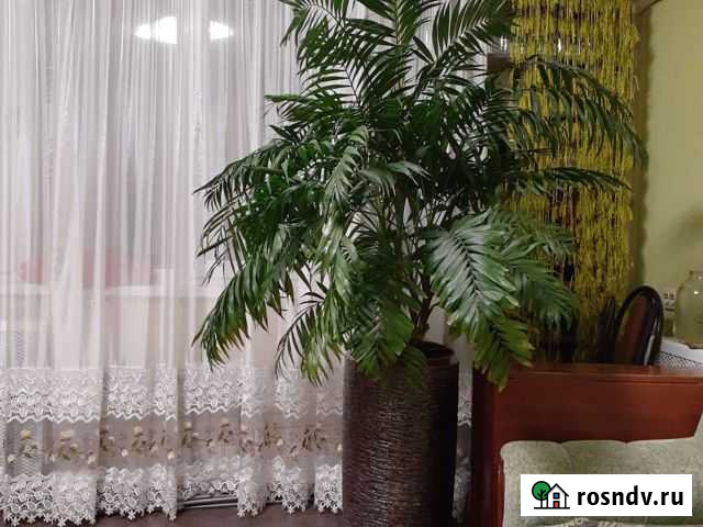 Пальма Хамедорея изящная Нижнекамск - изображение 1