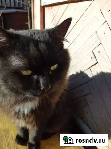 Кошка в дар Йошкар-Ола - изображение 1