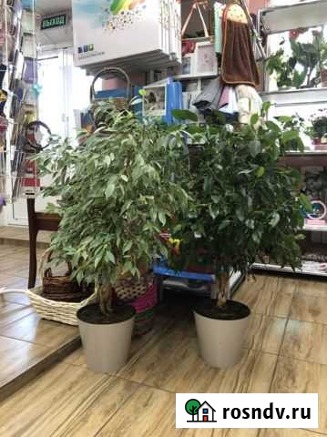 Фикус Бенджамина большой Братск - изображение 1