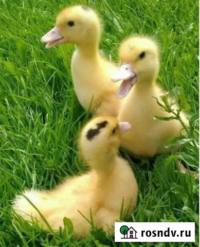 Куры молодки,Индюки,Гуси,Утки,Цесарки,Мясо,Яйцо Уваровка - изображение 1