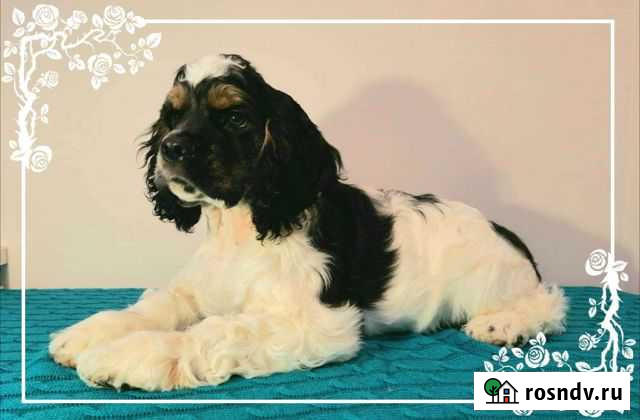 Американский кокер спаниель Обнинск - изображение 1