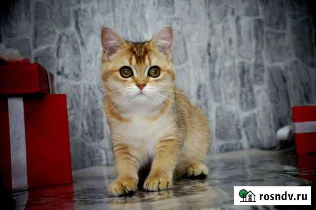 Шотландские прямоухие котята Ростов-на-Дону - изображение 1