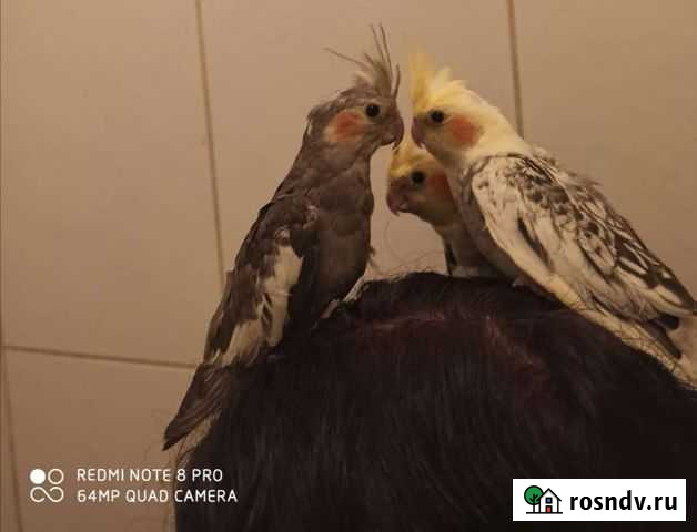 Попугай ручной птенец корелла карелла Санкт-Петербург - изображение 1