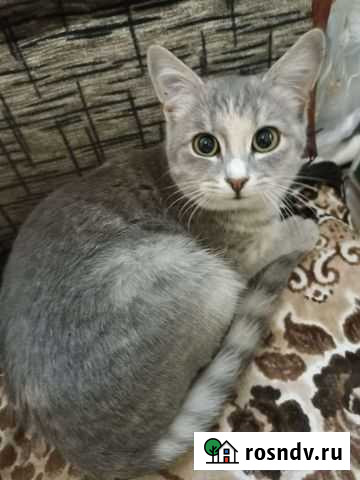 Кошечка Маркс - изображение 1