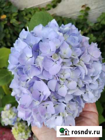 Саженцы гортензия Сочи - изображение 1