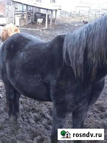 Жеребец Карачаевск - изображение 1