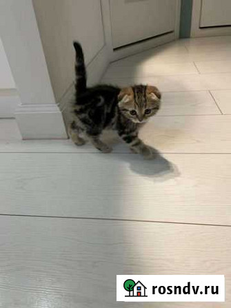 Шотландский котёнок Нижнекамск - изображение 1