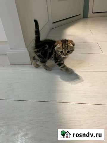 Шотландский котёнок Нижнекамск - изображение 1