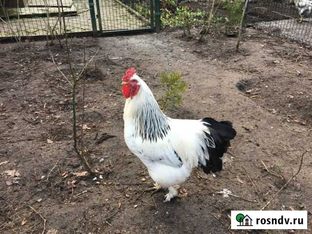 Петухи Калининград - изображение 1