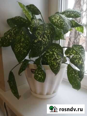 Диффимбахий с горшком Омск - изображение 1