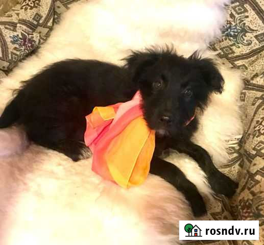 Щенок ищет дом, доставка Тамбов - изображение 1