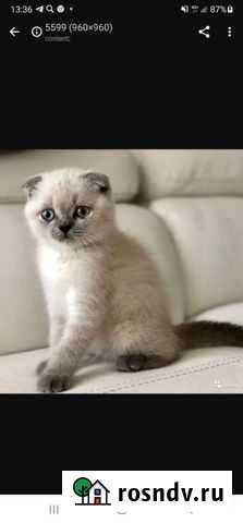 Котята породистые Владикавказ - изображение 1