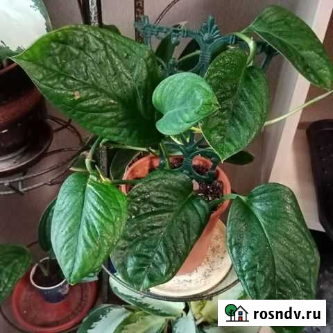 Монстеры Стрелица - изображение 1