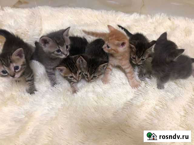 Котенок в дар бесплатно Анапа - изображение 1