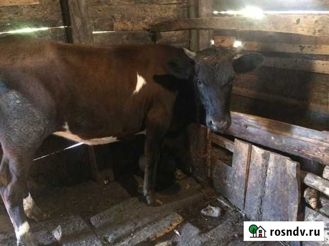 Стельная телка от хорошей коровы Майкоп - изображение 1