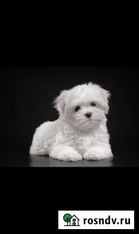 Красивая девочка Буревестник - изображение 1