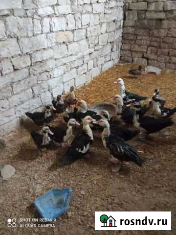 Утки Буйнакск - изображение 1