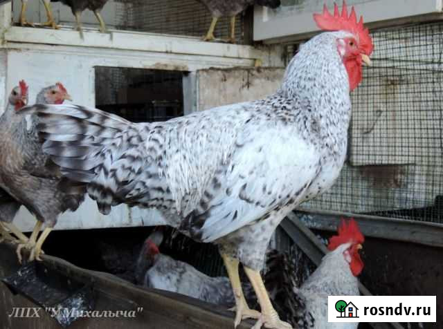 Петух Шумерля - изображение 1