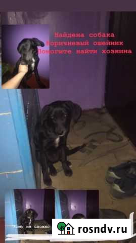 Кто то потерял собаку Омск - изображение 1