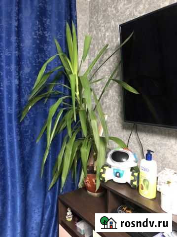 Цветы для офиса/ Юкка Люберцы - изображение 1