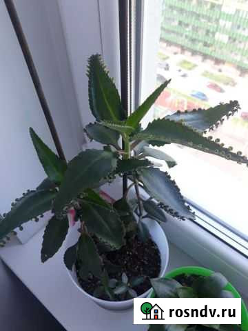 Детки Каланхоэ Дегремона Мурино - изображение 1