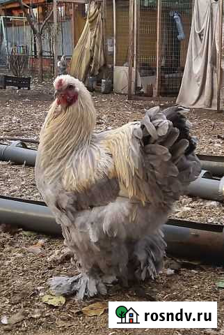 Молодые петухи Брама Изабелла Жемчуг Белово - изображение 1