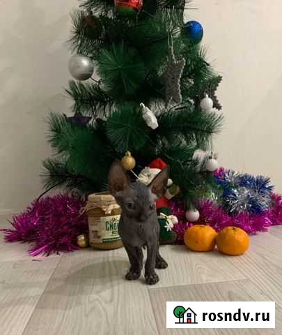 Канадские сфинксы и уникальные бамбино Сыктывкар - изображение 1