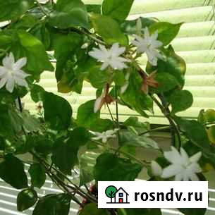 Красивые комнатные цветы Сыктывкар - изображение 1