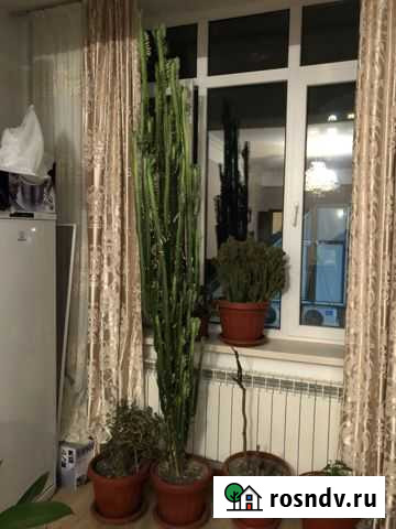 Домашнее растение Молочай Махачкала - изображение 1