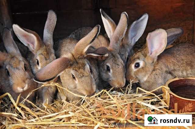 Продам крольчат Пермь - изображение 1