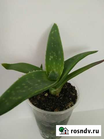 Алоэ Губкин - изображение 1