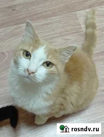 Обаятельный котик Имбирь Киров - изображение 1