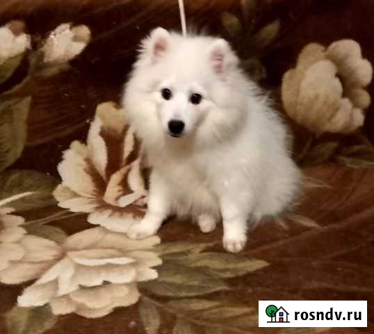 С щеночками японского шпица в Новый год Екатеринбург - изображение 1