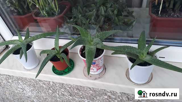 Алоэ вера Липецк - изображение 1