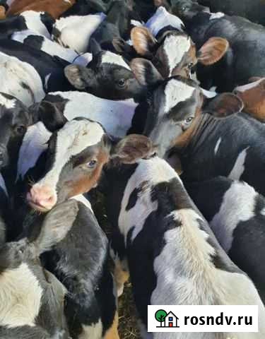 Телята бычки Ртищево - изображение 1