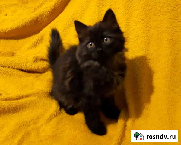 Отдам котенка Томск - изображение 1