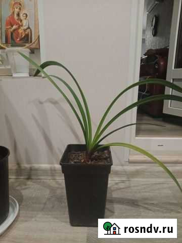 Амарилис Чехов - изображение 1