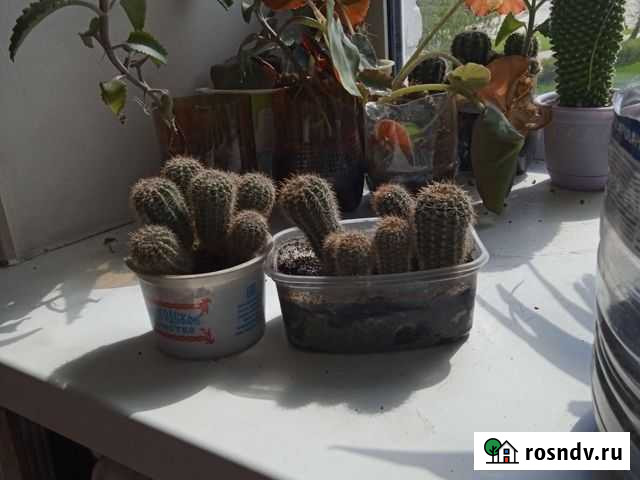 Кактус Череповец - изображение 1