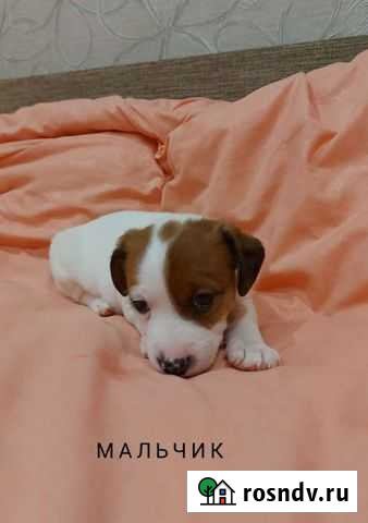 Щенки джек Рассел терьер Долгопрудный - изображение 1