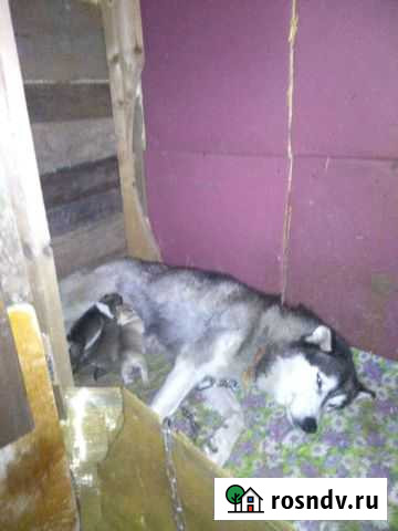 Щенки Новозавидовский - изображение 1