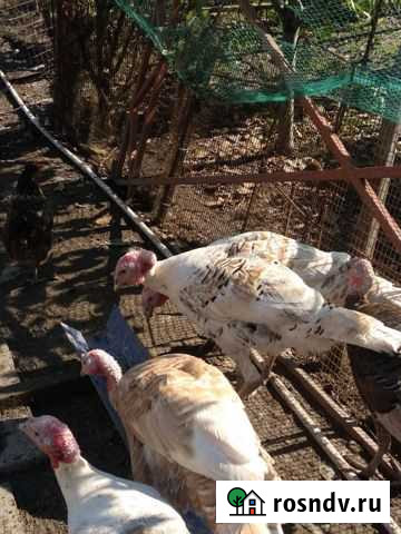 Индюк Белореченск - изображение 1