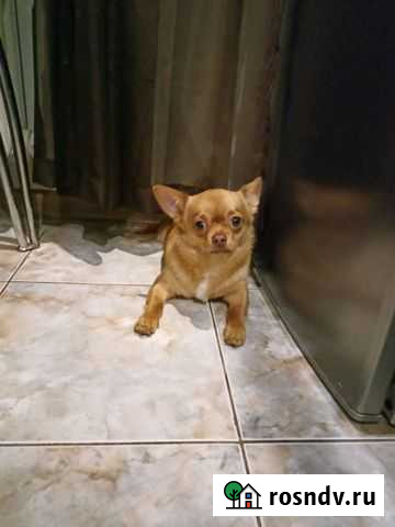 Кобель чихуахуа Домодедово - изображение 1